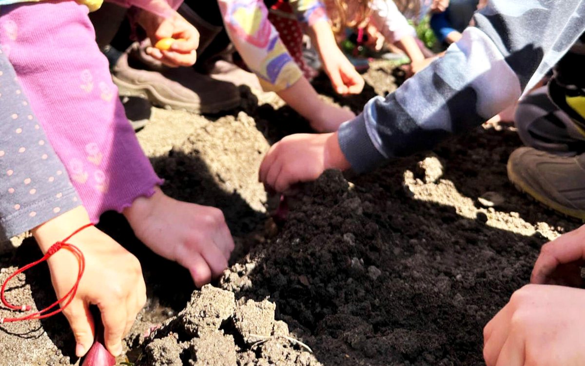 Mâini de copii plantând bulbi în pământul grădinii de legume.